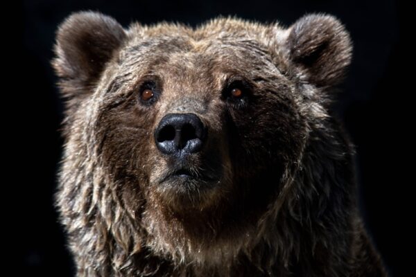 Photo Grumpy bear