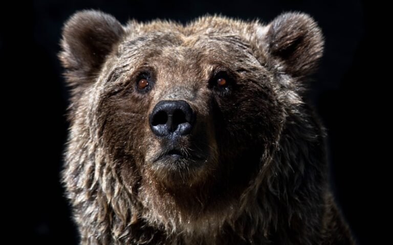 Photo Grumpy bear